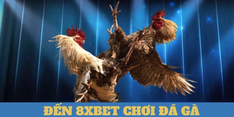 Chơi chọi chiến kê tại 8XBET với nhiều ưu điểm vượt trội